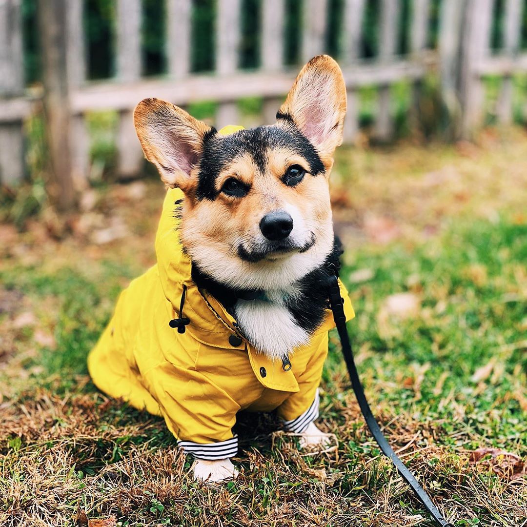 Waterproof Pet Dog Coat for Sm - огляд і ціна Outdoor Sport Coat