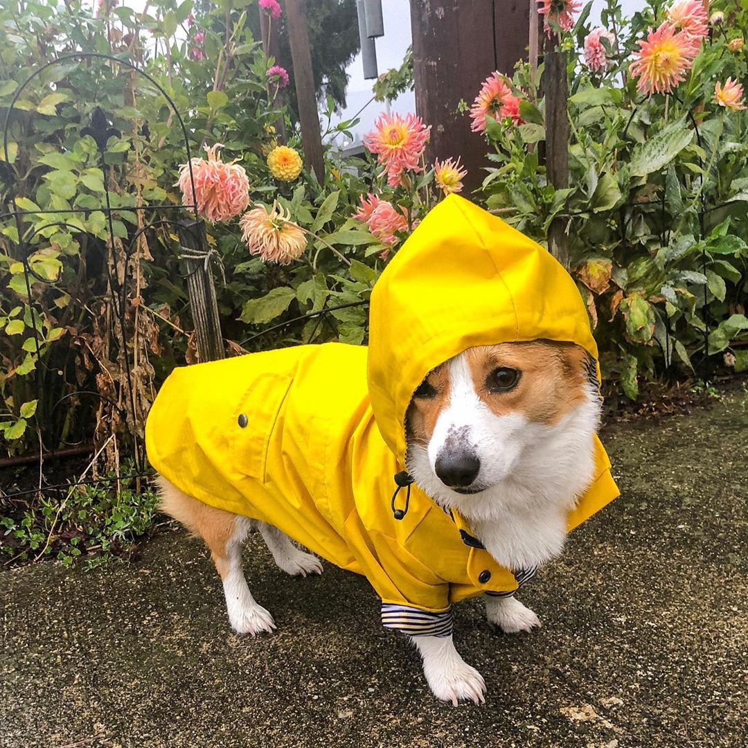 Waterproof Pet Dog Coat for Sm - огляд і ціна Outdoor Sport Coat