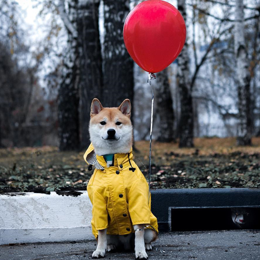 Waterproof Pet Dog Coat for Sm - огляд і ціна Outdoor Sport Coat