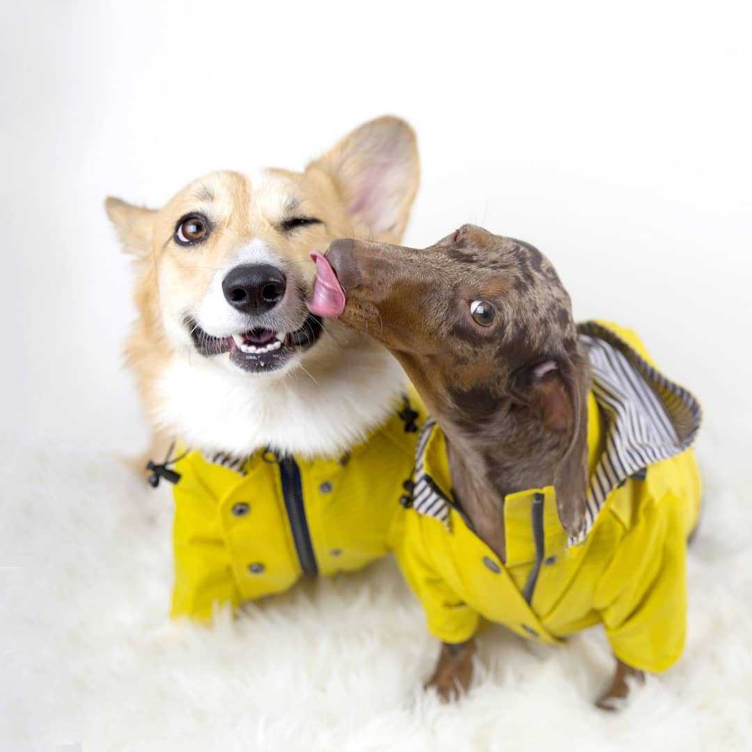 Waterproof Pet Dog Coat for Sm - огляд і ціна Outdoor Sport Coat